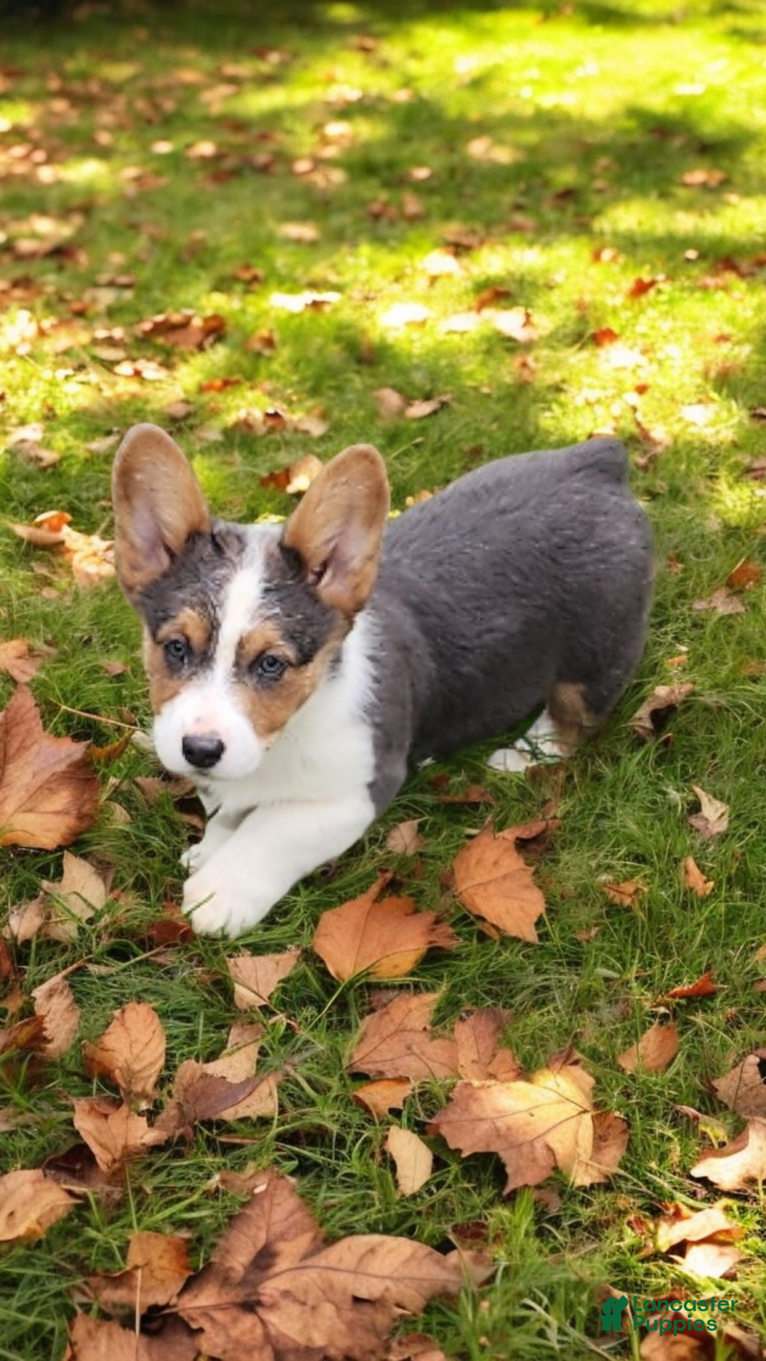 Welsh Corgi Pembroke dogs for sale: Axel Bluie - Ad 15