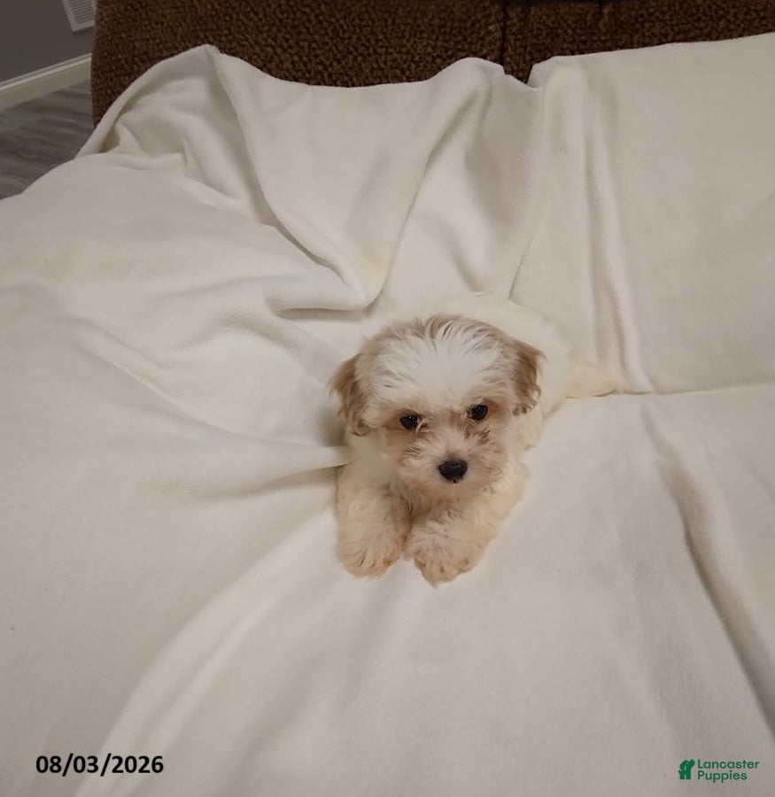 Maltipoo dogs Dolly - Ad 2