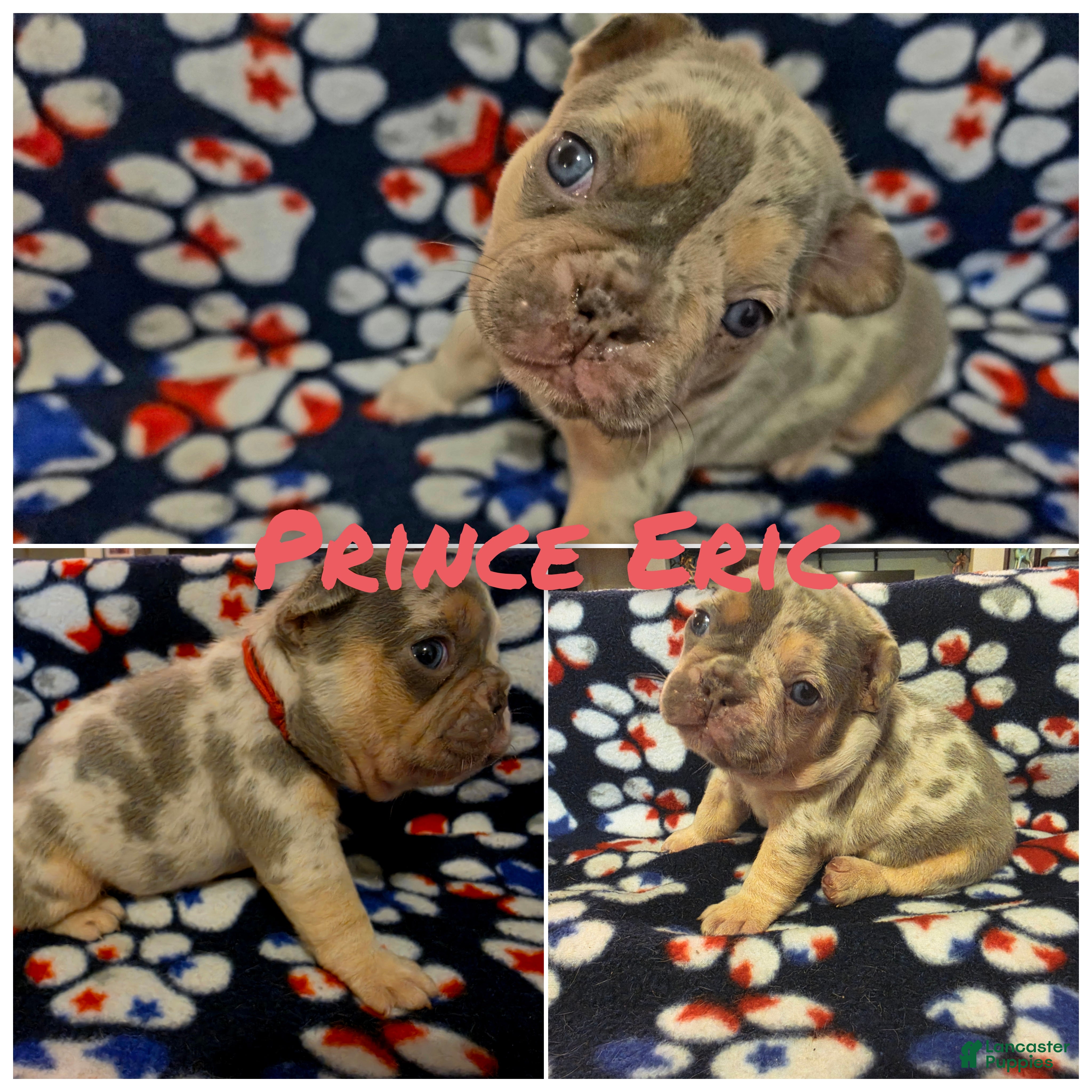 French Bulldog dogs Prince Eric - Ad 1