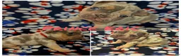French Bulldog dogs for sale: Prince Eric - Ad 1