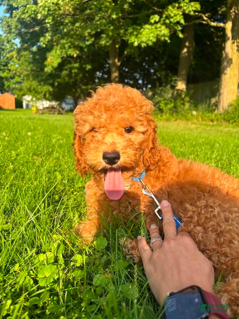 Mini Goldendoodle dogs Rex - Ad 1