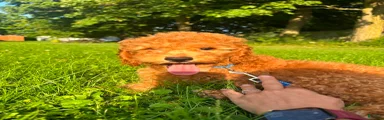 Rex