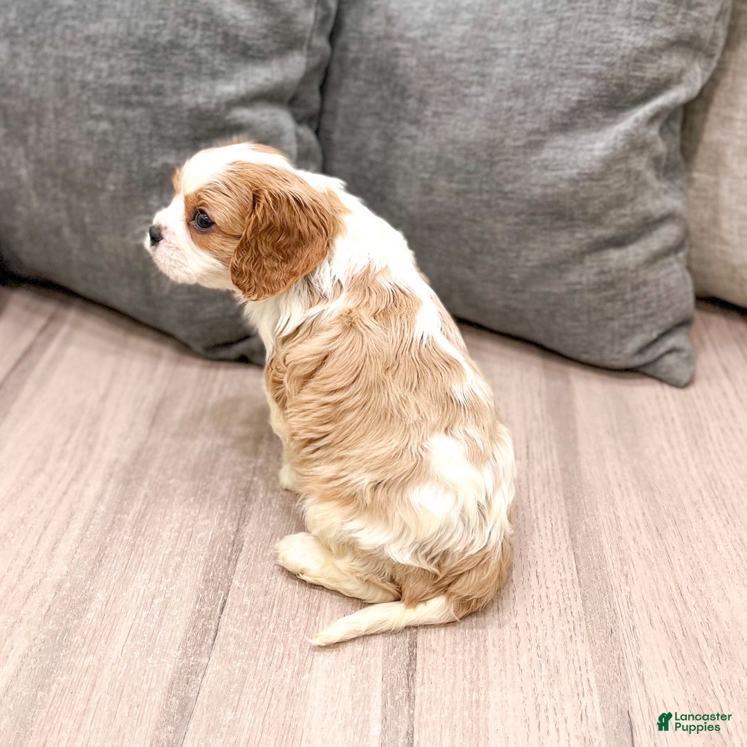 Cavapoo dogs for sale: Baxter - Ad 5