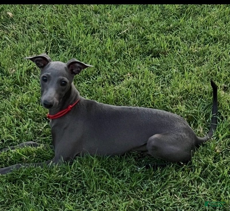 Italian Greyhound dogs Angelo - Ad 2