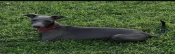 Italian Greyhound dogs for sale: Angelo - Ad 2