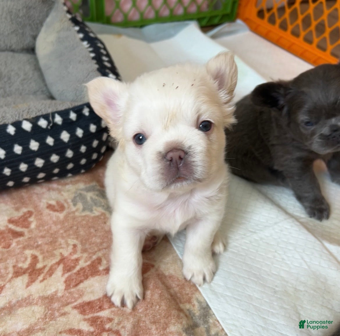 French Bulldog dogs French Bulldog Puppy 1 - Ad 1