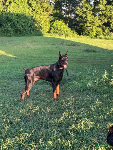 Gallery Image {{count}}