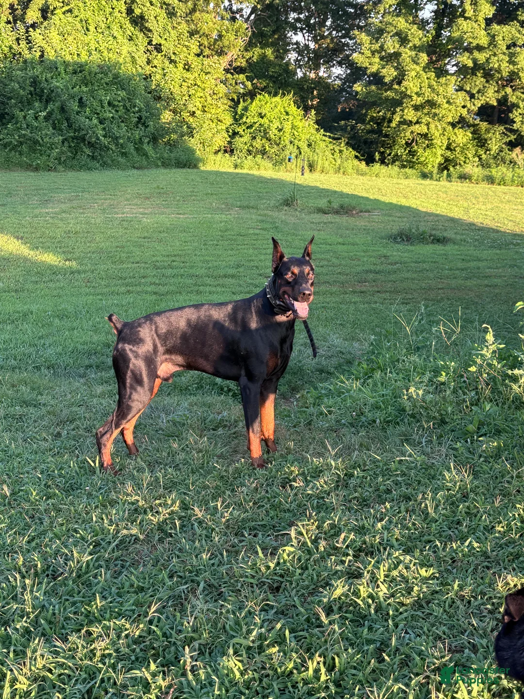 Gallery Image {{count}}