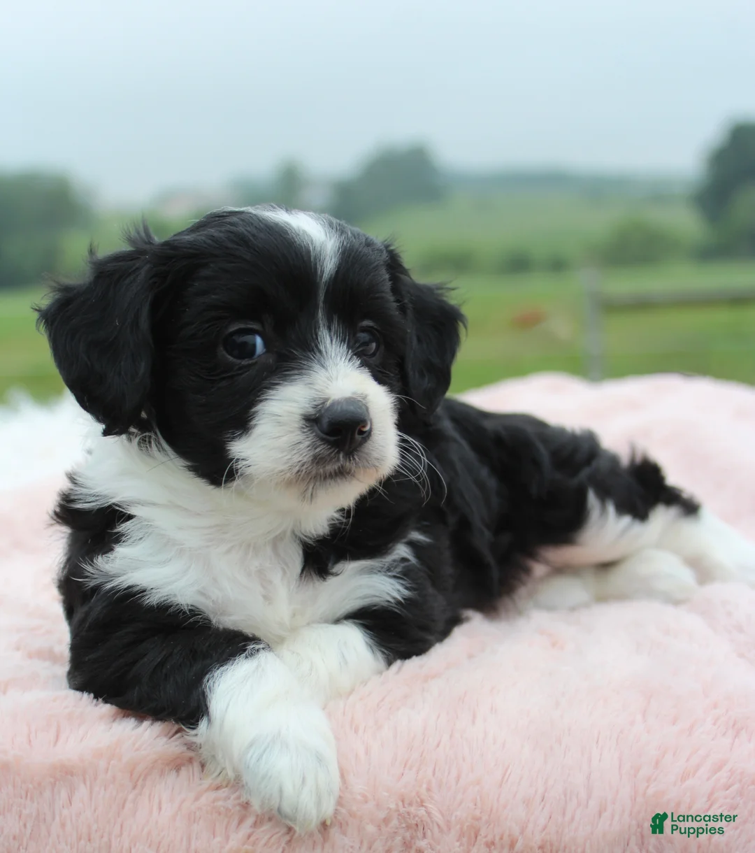 Mini Aussiedoodle dogs for sale: Mini Aussiedoodle 4 - Ad 4