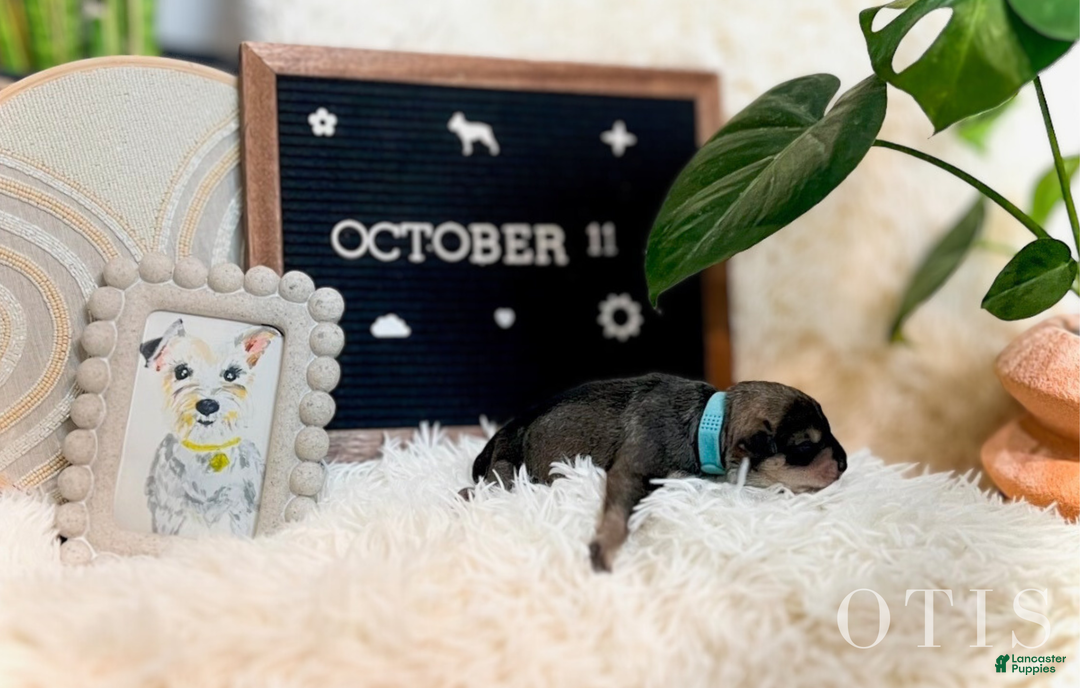 Miniature Schnauzer dogs for sale: OTIS - Ad 5