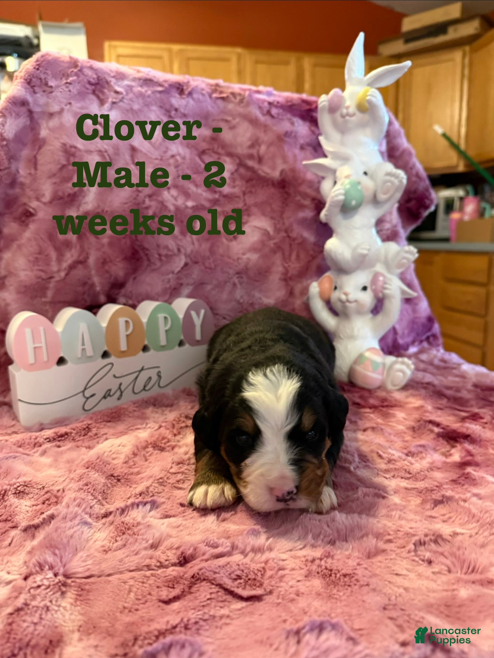 Bernese Mountain Dog dogs Clover  - Ad 41
