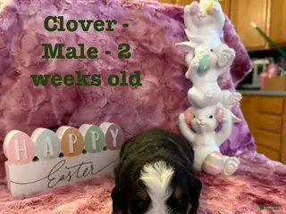 Bernese Mountain Dog dogs Clover - Ad 15