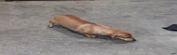 Miniature Dachshund dogs for sale: Sierra - Ad 7