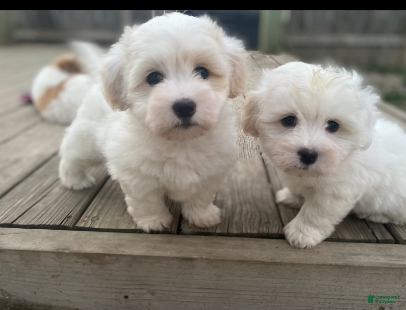 Coton De Tulear dogs Coton De Tulear Puppy 7 - Ad 6
