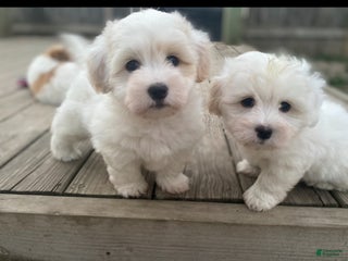 Coton De Tulear dogs Coton De Tulear Puppy 7 - Ad 12