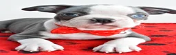 Boston Terrier dogs for sale: Issac - Ad 4