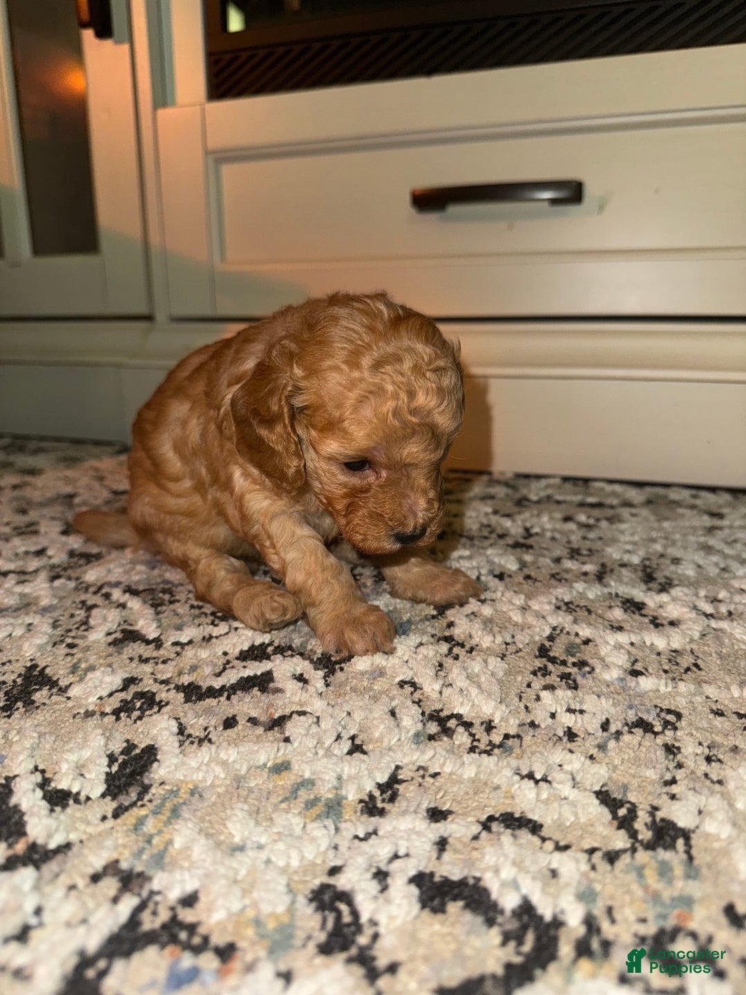 Miniature Poodle dogs for sale: Miniature Poodle Finn - Ad 3