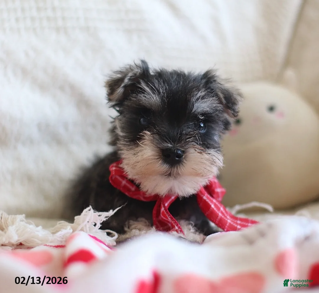 Miniature Schnauzer dogs for sale: Sheldon - Ad 5