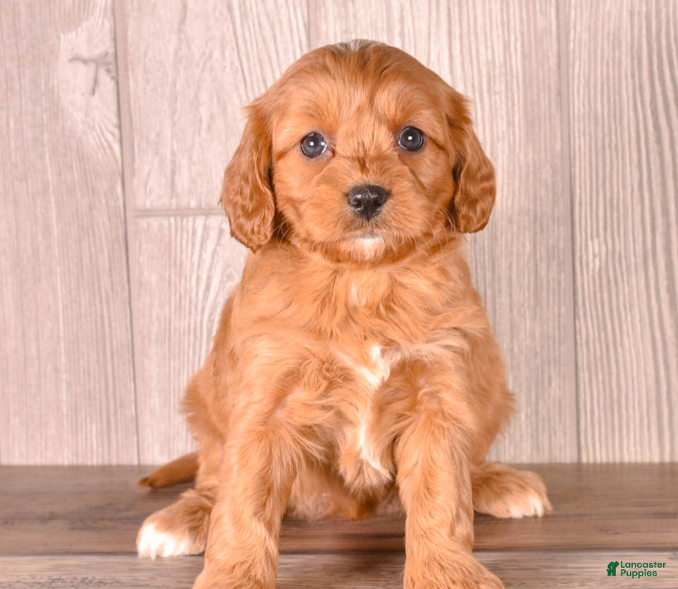 Cavapoo dogs FIONA - Ad 2
