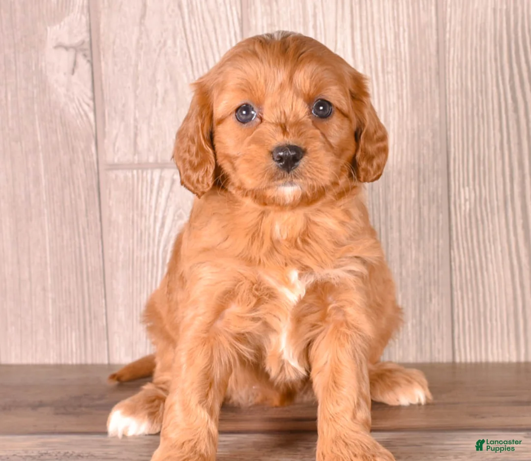 Cavapoo dogs for sale: FIONA - Ad 2