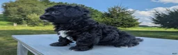 Chipoo dogs for sale: Ellie - Ad 4