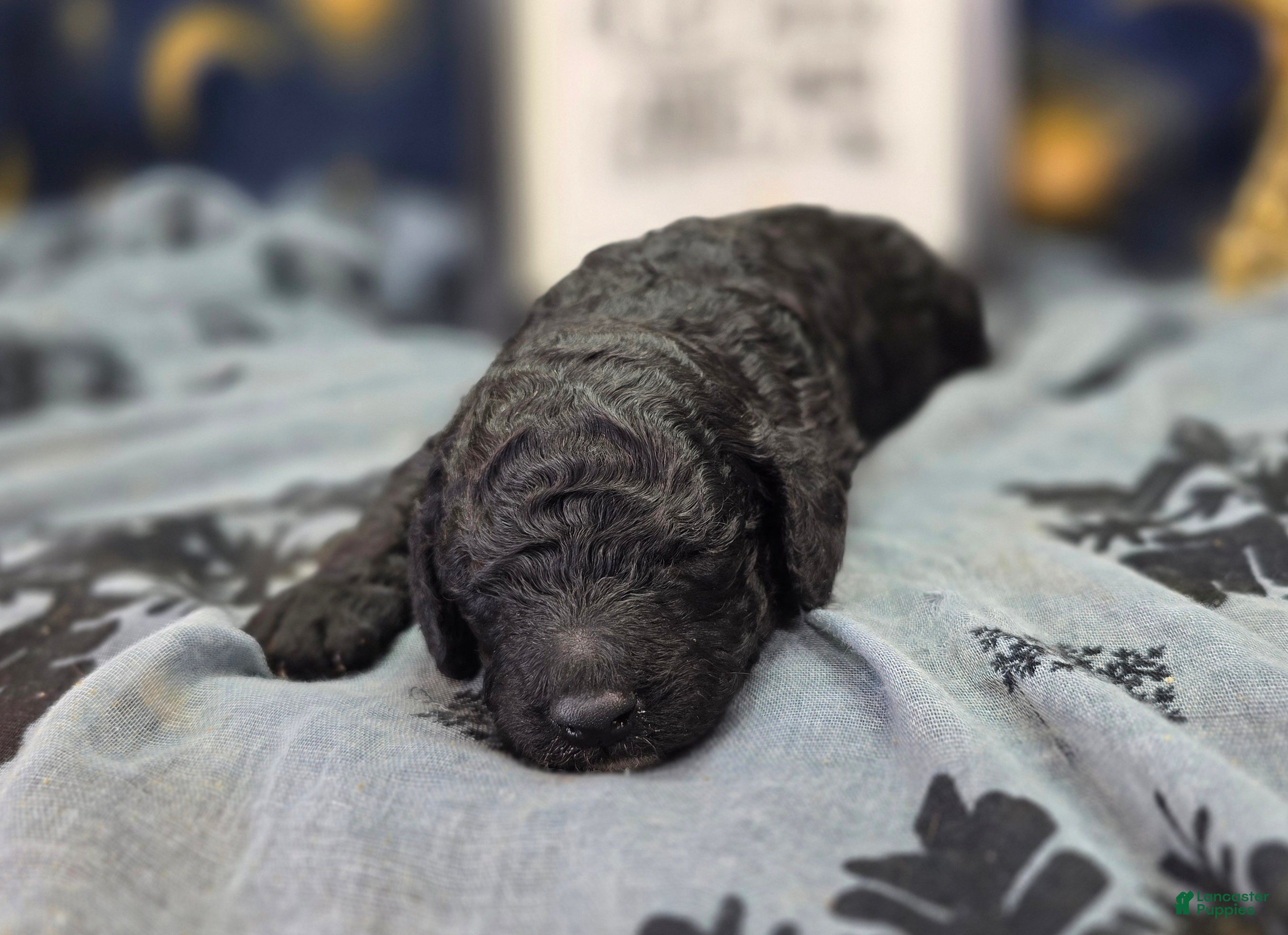 Cockapoo dogs Bell - Ad 12