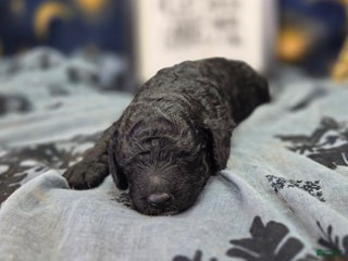 Cockapoo dogs Bell - Ad 12