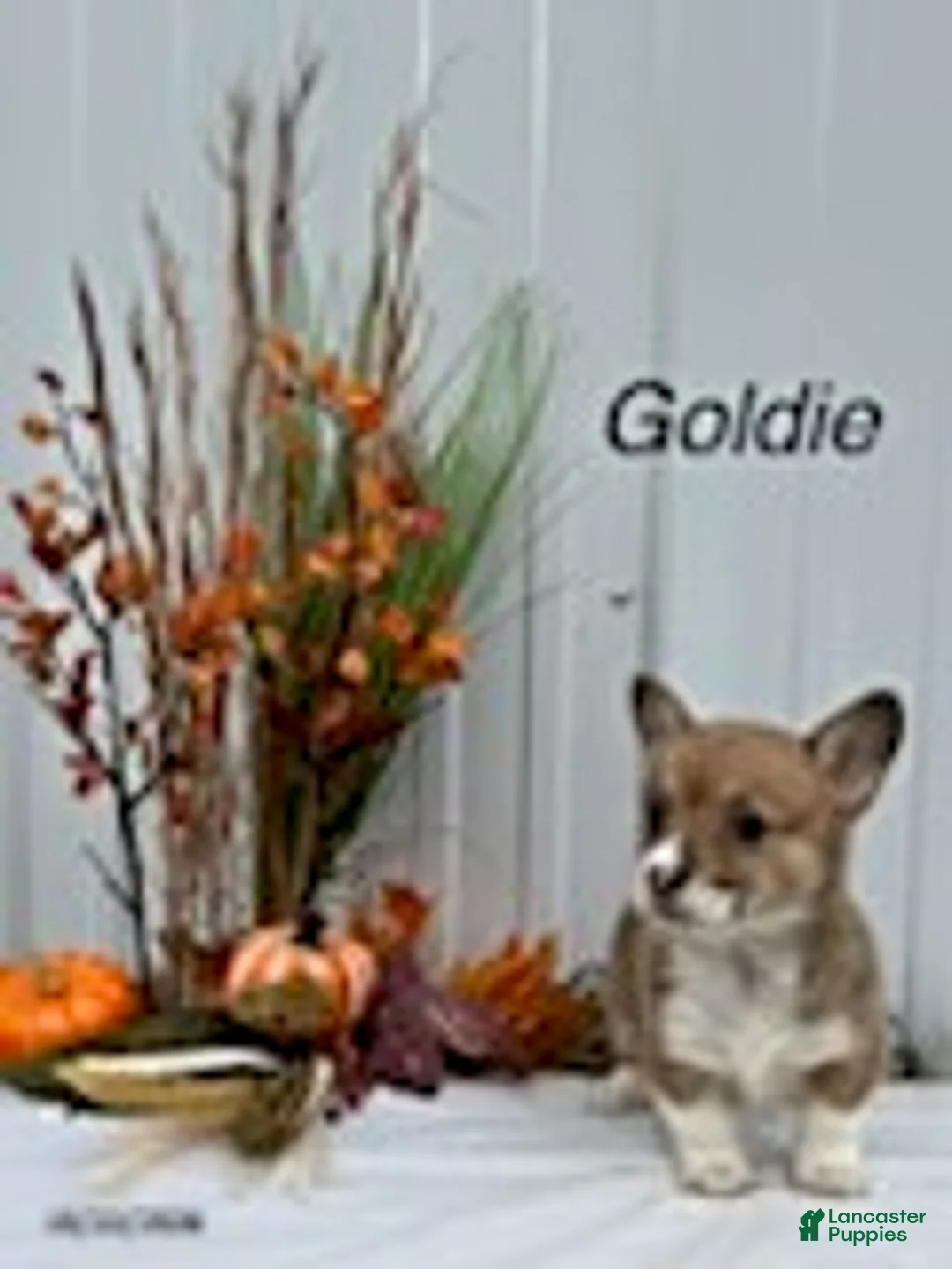 Welsh Corgi Pembroke dogs for sale: Goldie - Ad 1