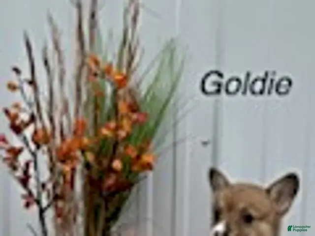 Welsh Corgi Pembroke dogs for sale: Goldie - Ad 41
