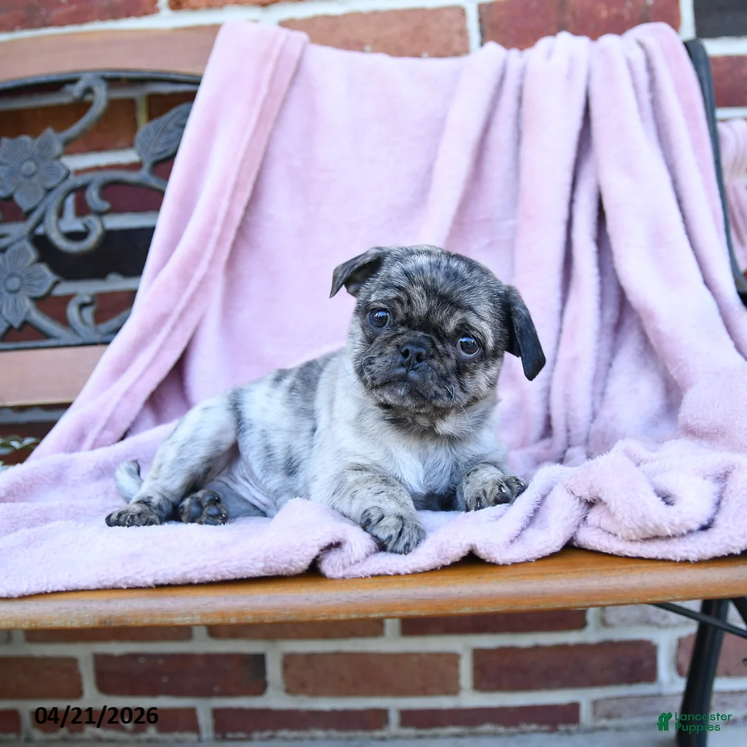 Pug dogs for sale: Tuffy - Ad 3