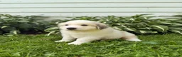 Great Pyrenees dogs for sale: Nicky - Ad 15