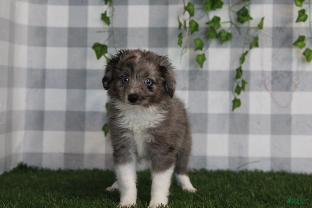 Aussiedoodle dogs Morgan - Ad 2