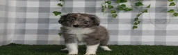 Aussiedoodle dogs for sale: Morgan - Ad 2