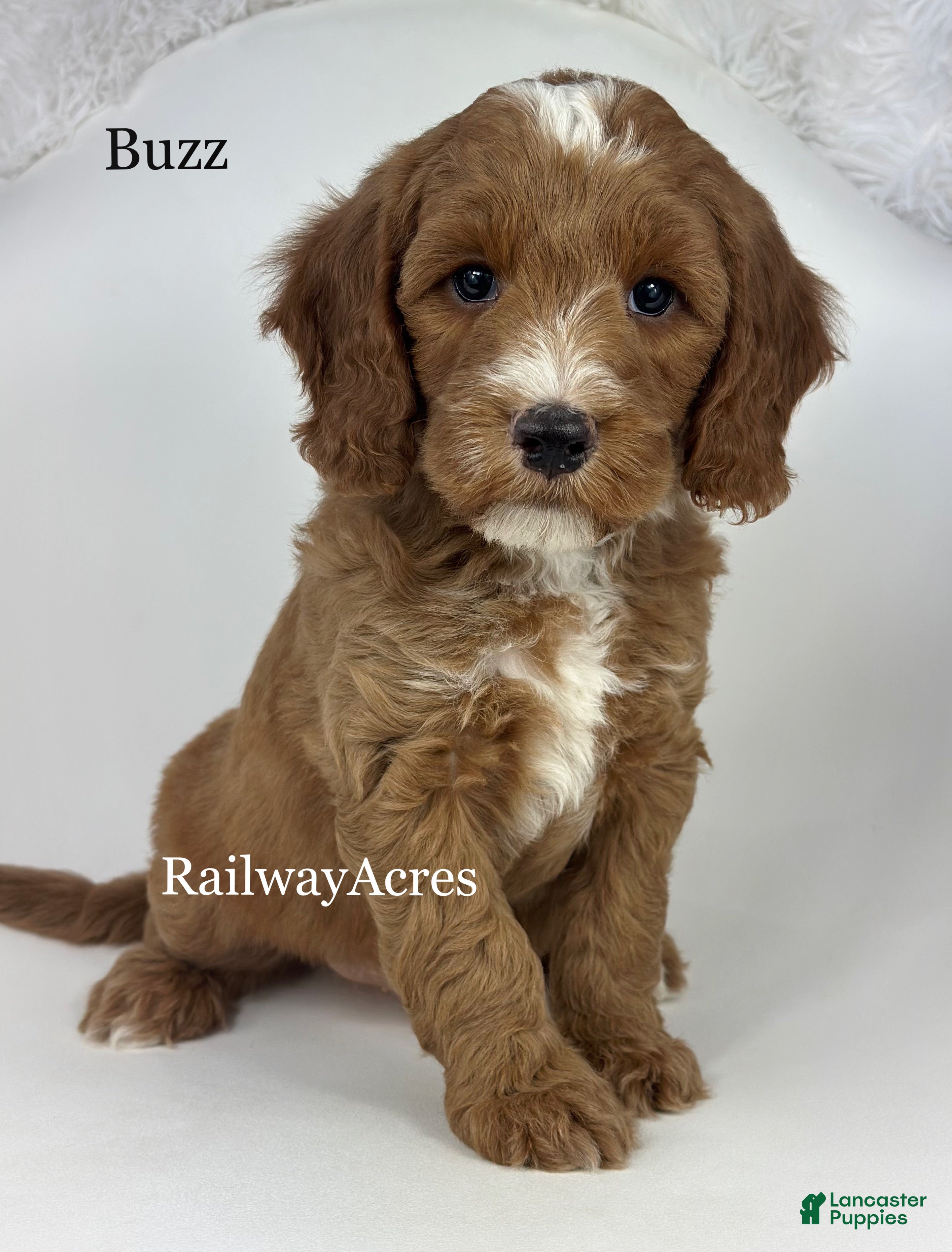 Mixed Breed dogs Buzz - Ad 22
