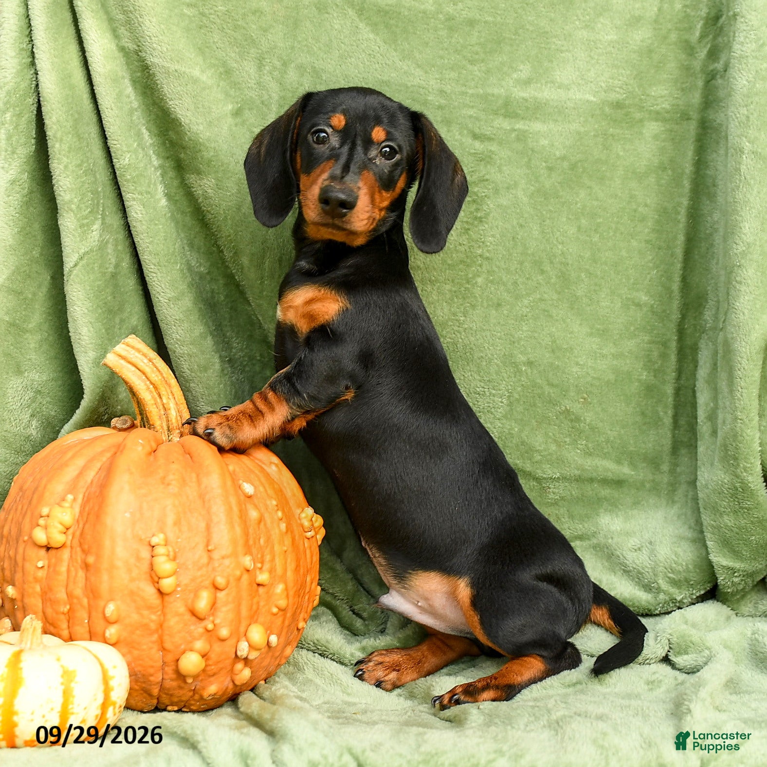 Miniature Dachshund dogs Carlos - Ad 1