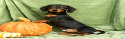 Miniature Dachshund dogs for sale: Carlos - Ad 1