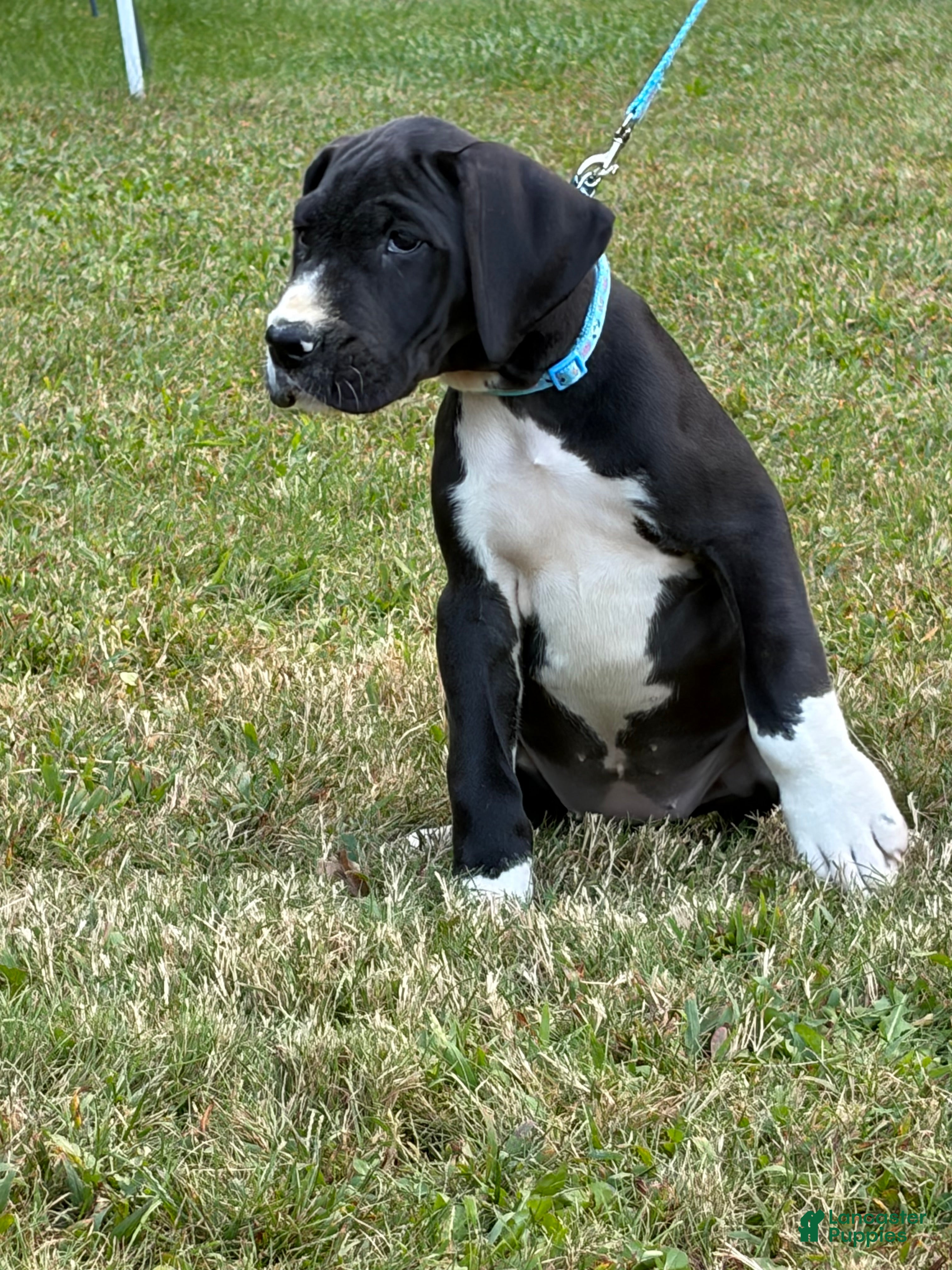 Great Dane dogs Montana  - Ad 2