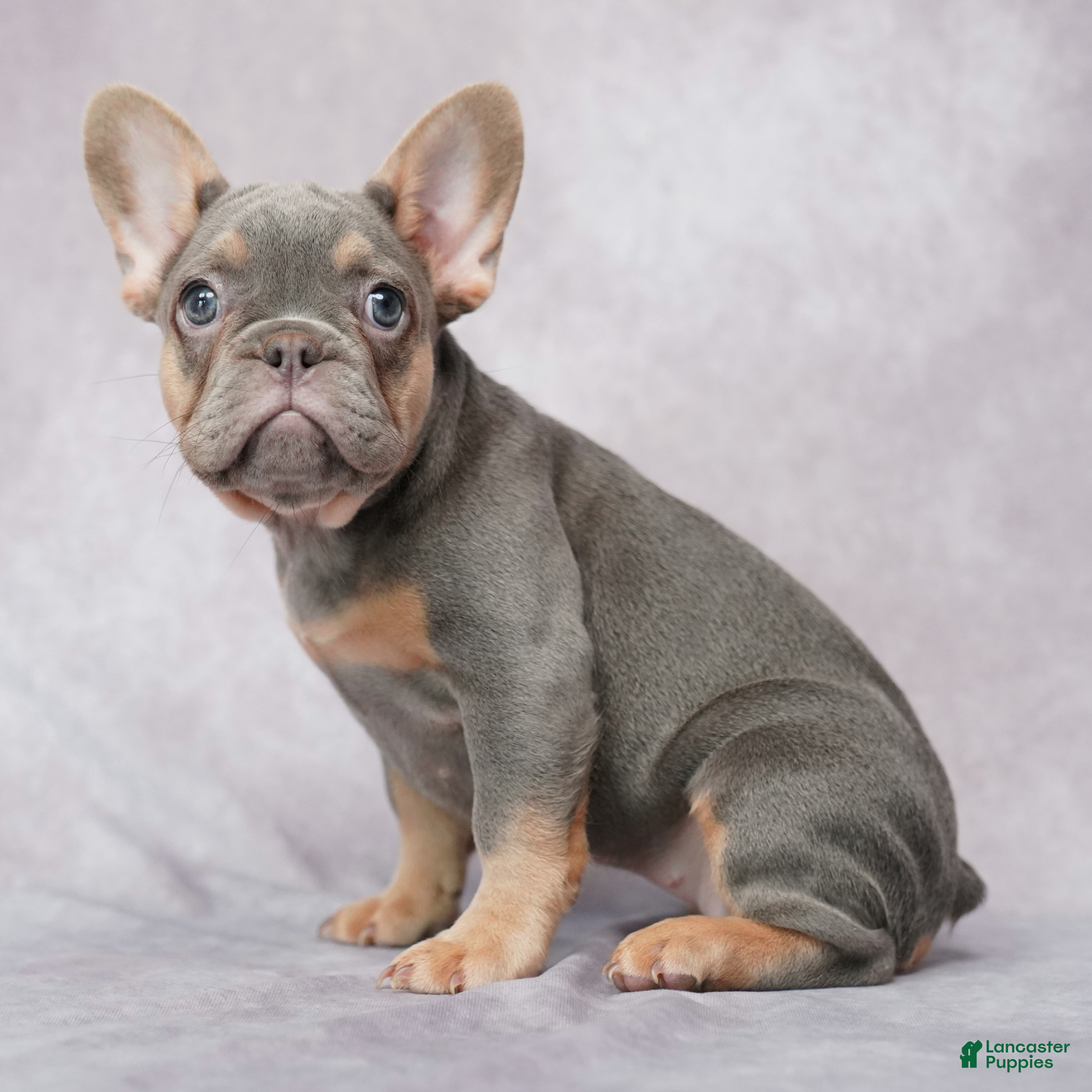 French Bulldog dogs Brielle - Ad 2