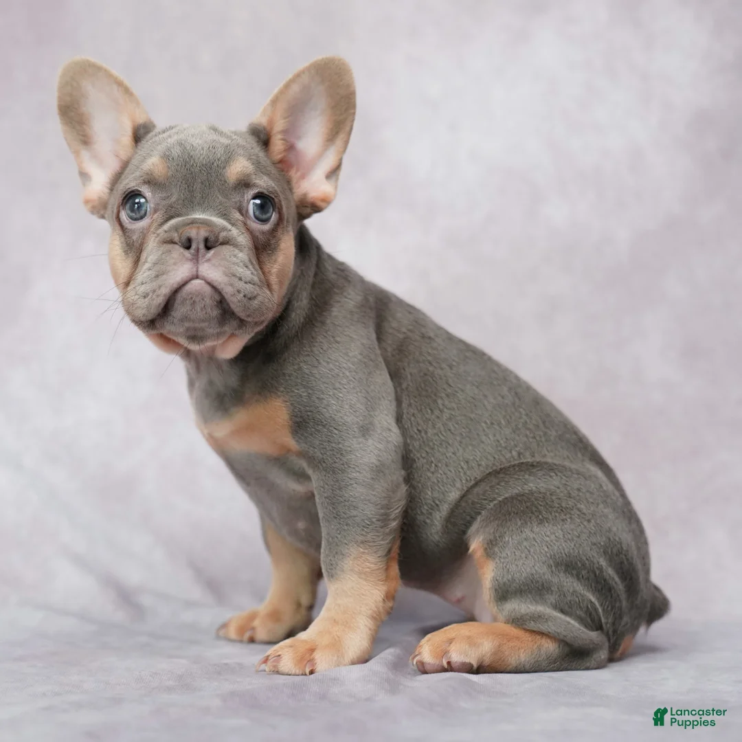 French Bulldog dogs for sale: Brielle - Ad 2