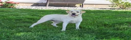 Labrador Retriever dogs for sale: Ariana - Ad 3