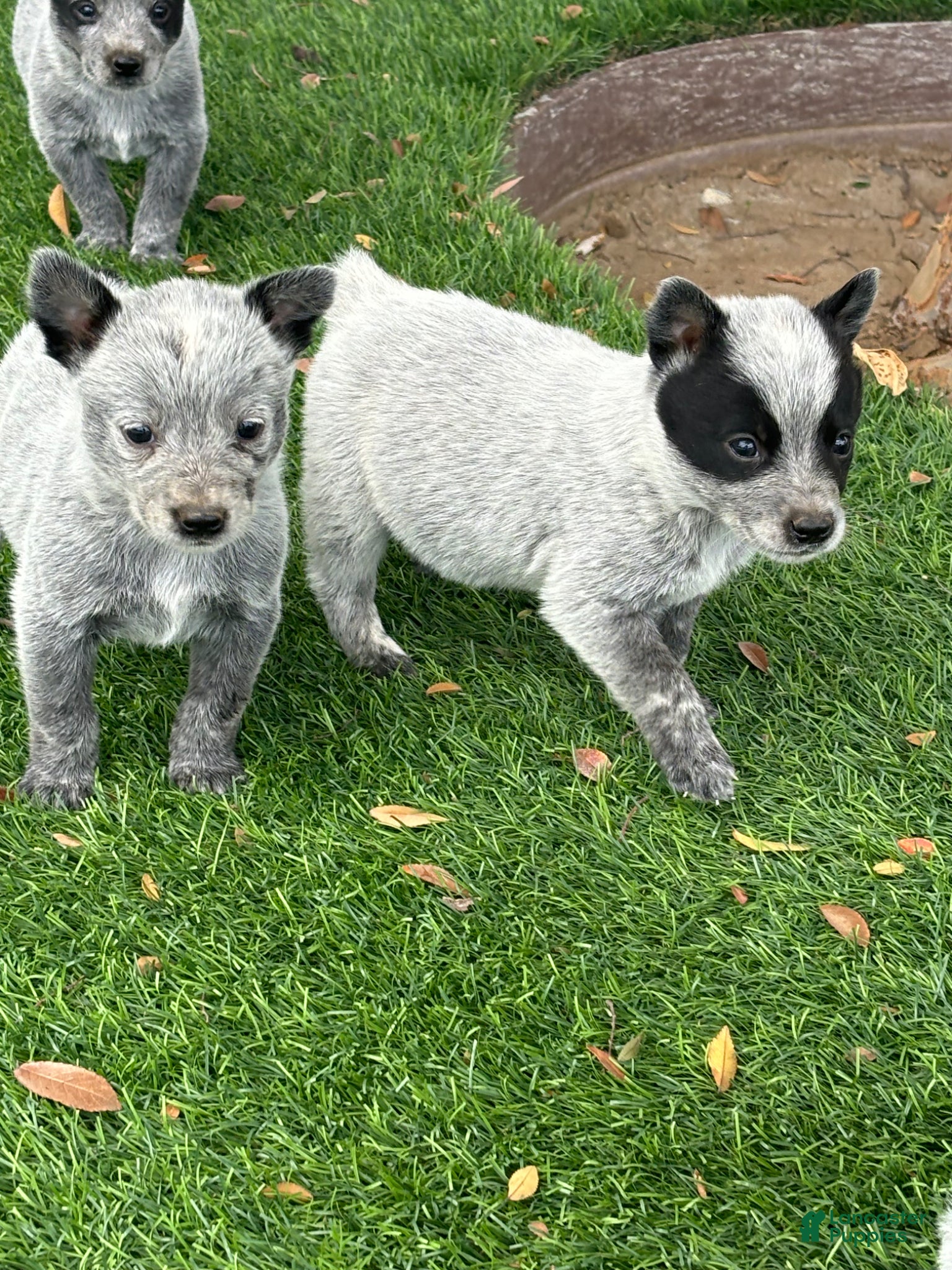 Australian Cattle Dog dogs Australian Cattle Dog Puppy 4 - Ad 1