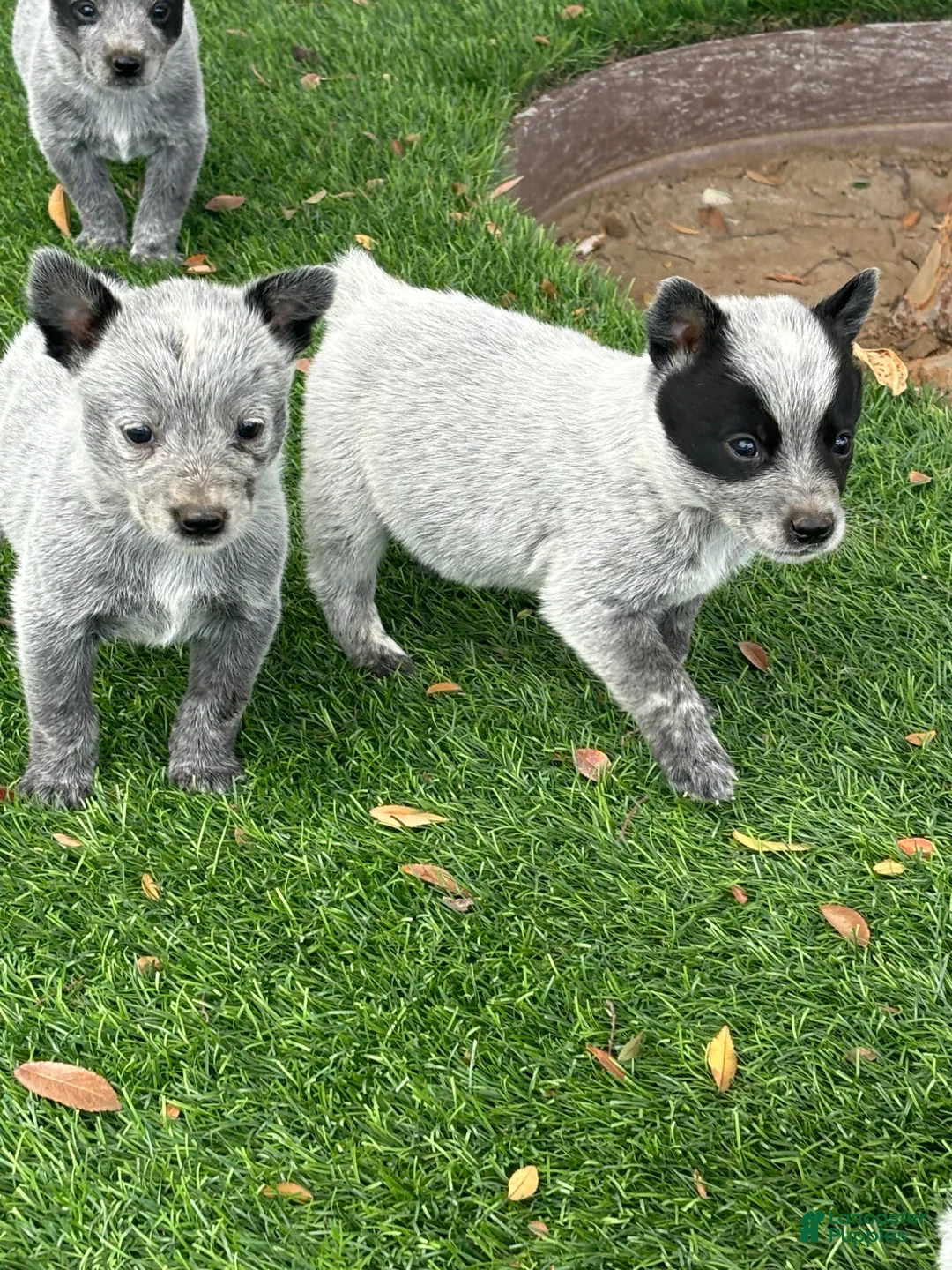 Australian Cattle Dog dogs for sale: Australian Cattle Dog Puppy 4 - Ad 1