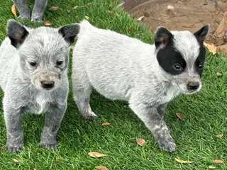 Australian Cattle Dog dogs Australian Cattle Dog Puppy 4 - Ad 1