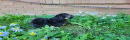 Bichpoo dogs for sale: Ember  - Ad 5