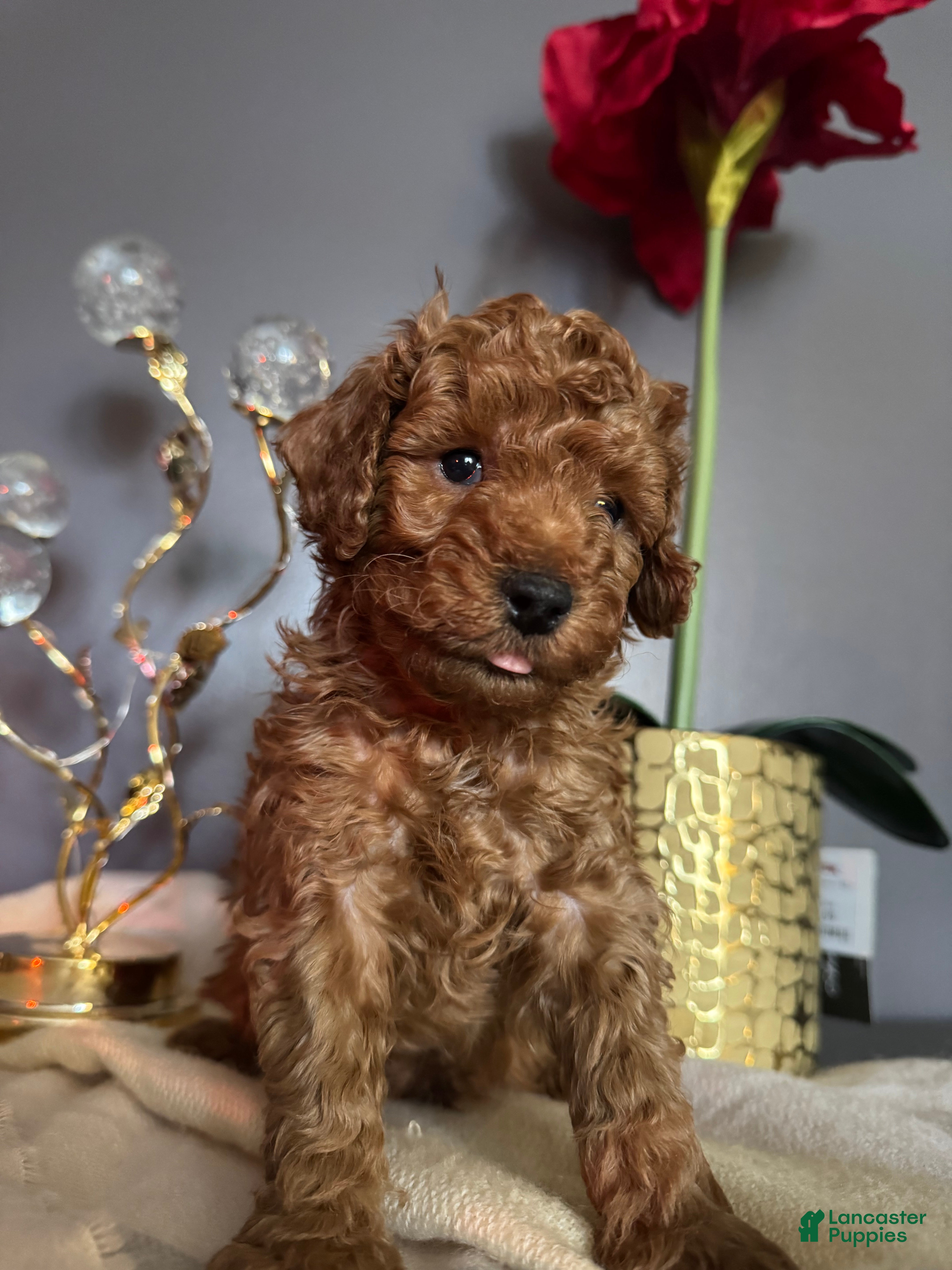 Miniature Poodle dogs Miniature Poodle Theo - Ad 13