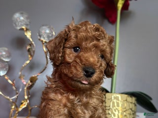 Miniature Poodle dogs Miniature Poodle Theo - Ad 13