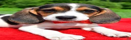 Beagle dogs for sale: Hudson - Ad 3