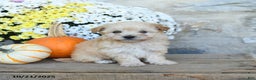 Maltipoo dogs for sale: River - Ad 1