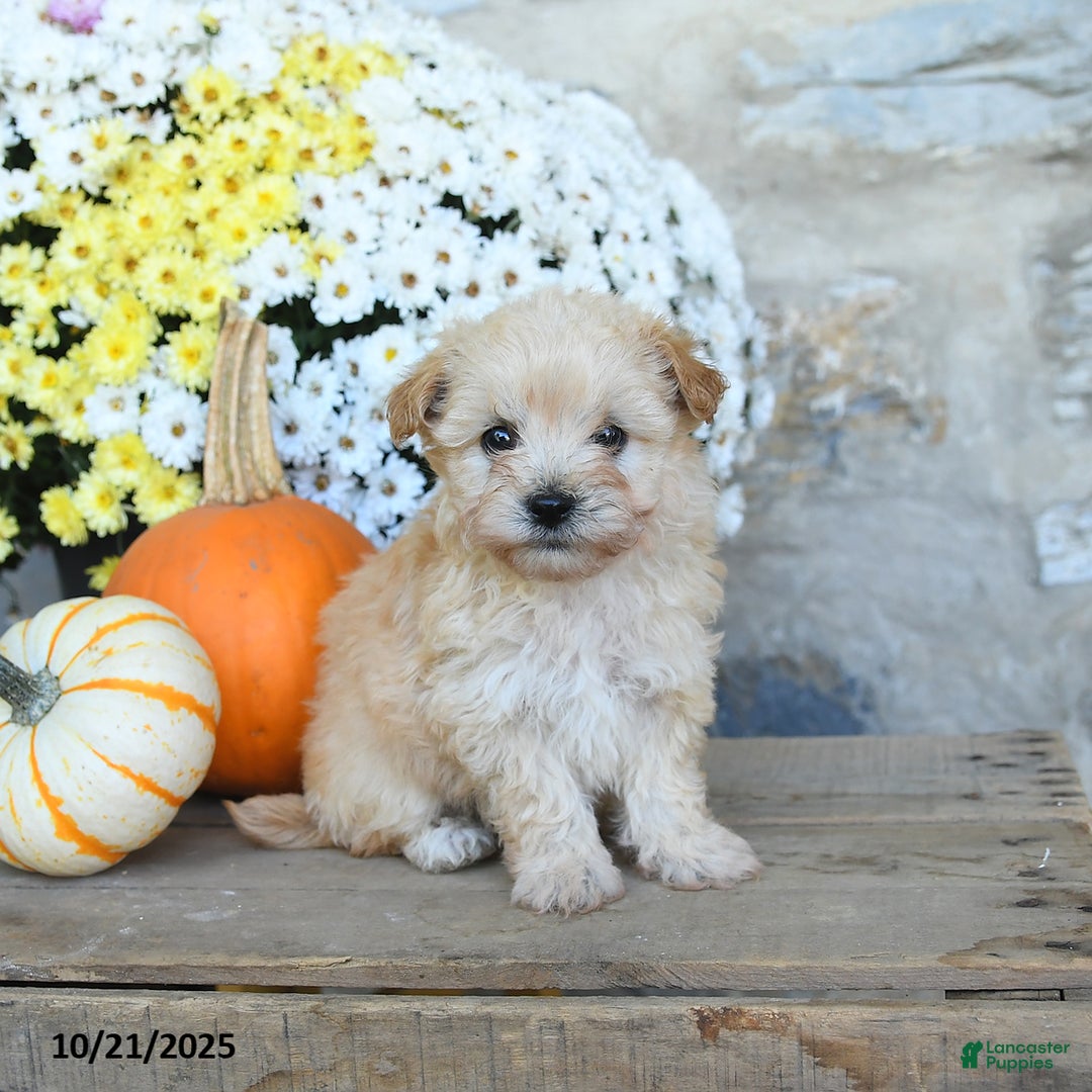 Maltipoo dogs for sale: River - Ad 1