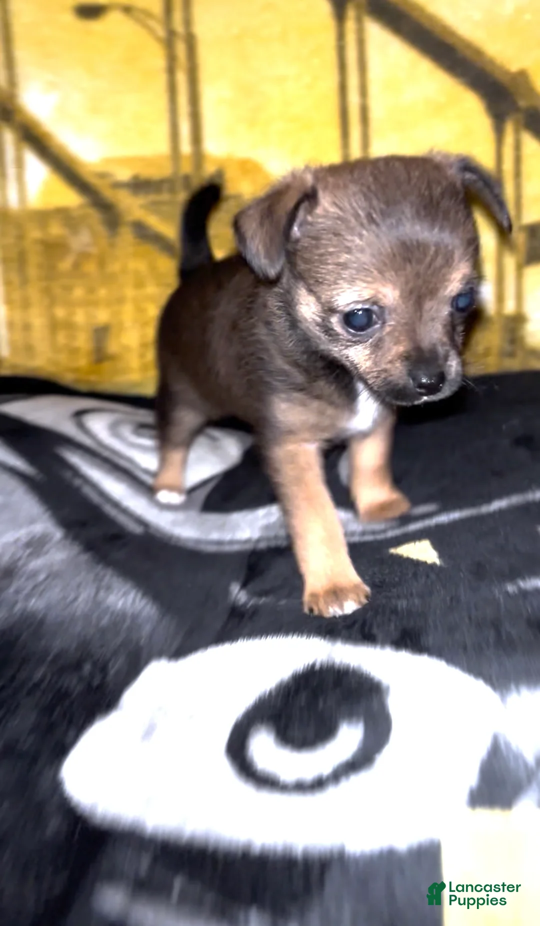 Chihuahua dogs for sale: Chihuahua Puppy 2 - Ad 3